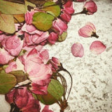 Dry flower - cherry blossom