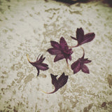 Dry flower - cornflower 5款