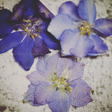Dry Flower -Delphinium 5款