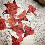 Dry flower - cherry blossom