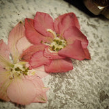 Dry Flower -Delphinium 5款