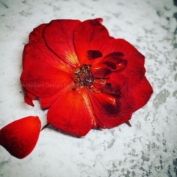 Dry flowers- Red Rose